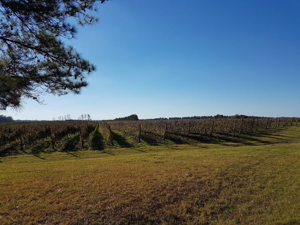 Fileiras de vinhedos estendem-se até o horizonte sob um céu azul límpido, com um galho de pinheiro no canto superior esquerdo.