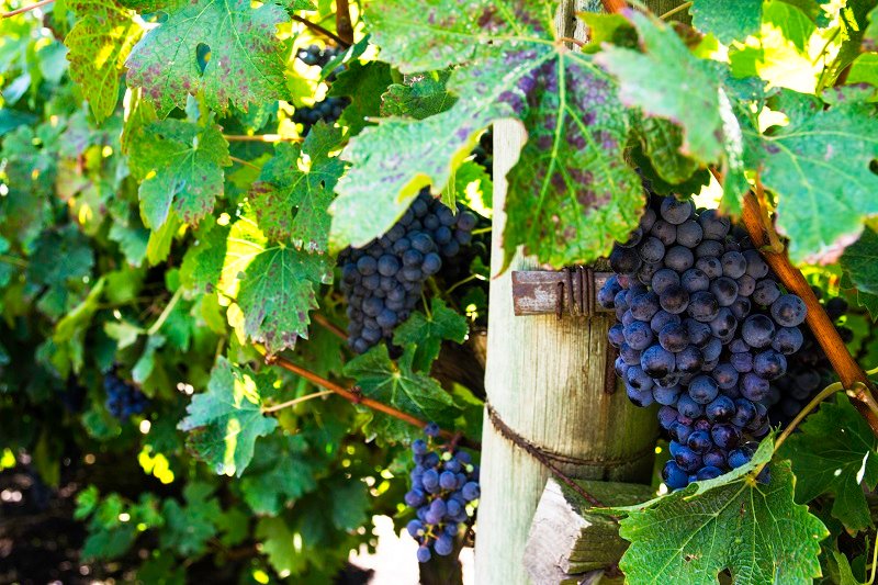 uvas sendo cultivadas