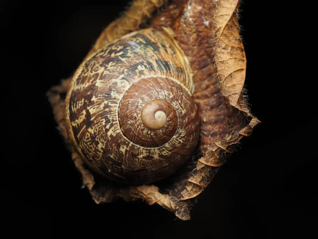 Concha em espiral sobre fundo escuro, simbolo ligado a proporcao aurea e a alquimia