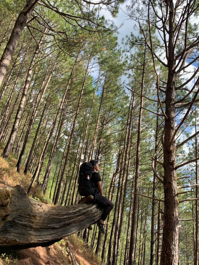 Copas de pinheiros altos vistas de baixo, ao longo de uma trilha na mata
