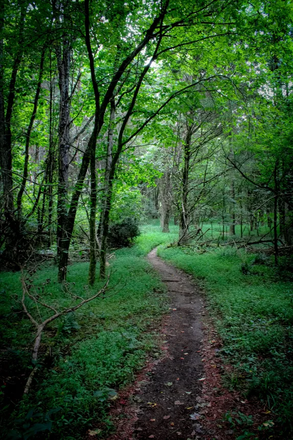 Trilha de terra entrando na mata verde, percurso para caminhada no parque