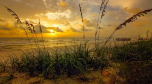 Pôr do sol sobre a praia visto por entre a vegetação das dunas