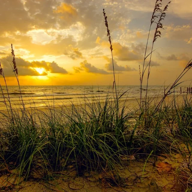 Pôr do sol sobre a praia visto por entre a vegetação das dunas