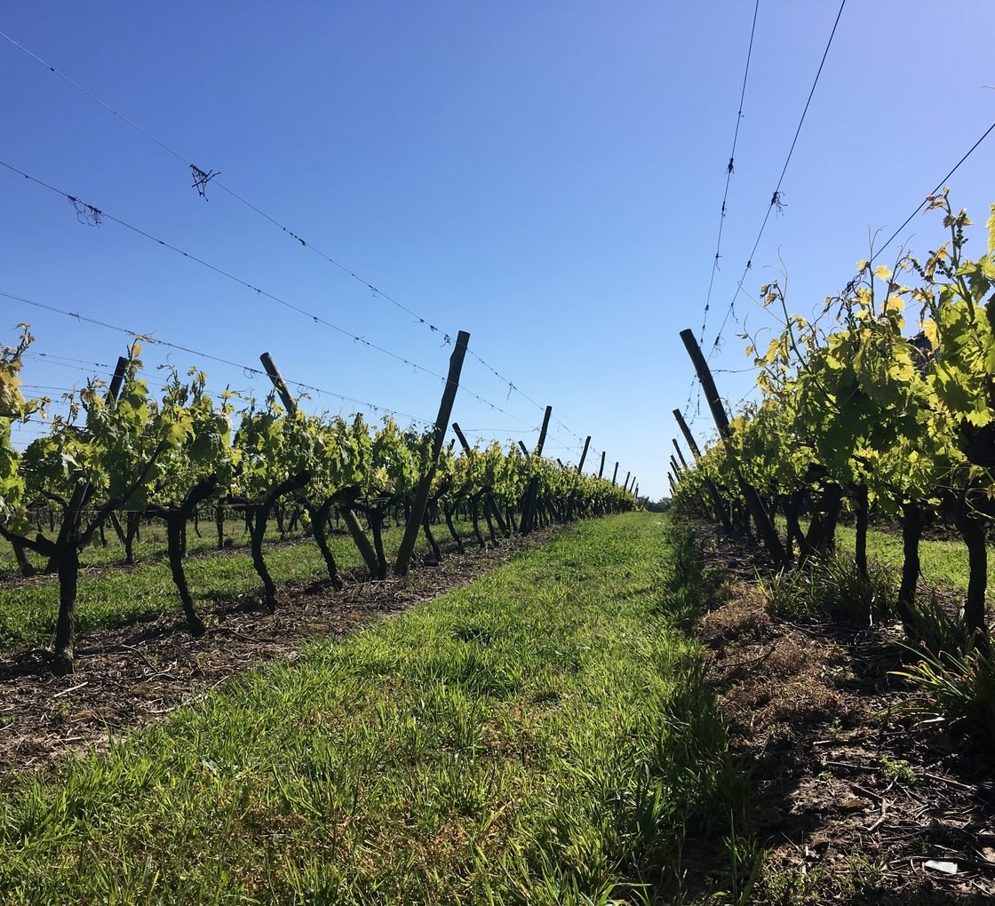 Passeios no Uruguai: vinícolas, com o vinhedo da Bodega Pizzorno num dia de sol